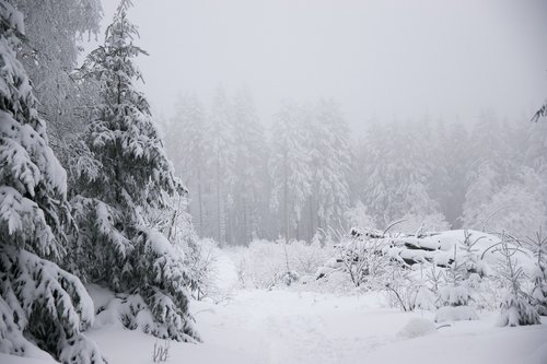 winter  snow  fir tree