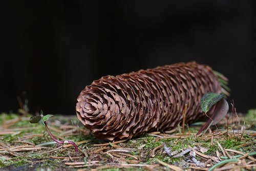 winter  pine cones  close up