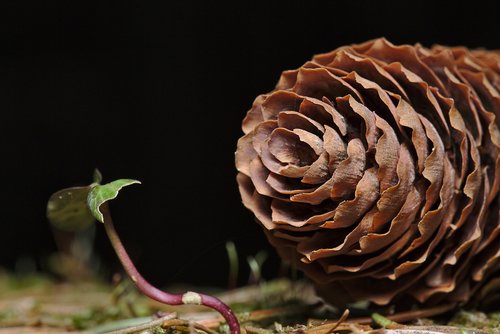 winter  pine cones  close up