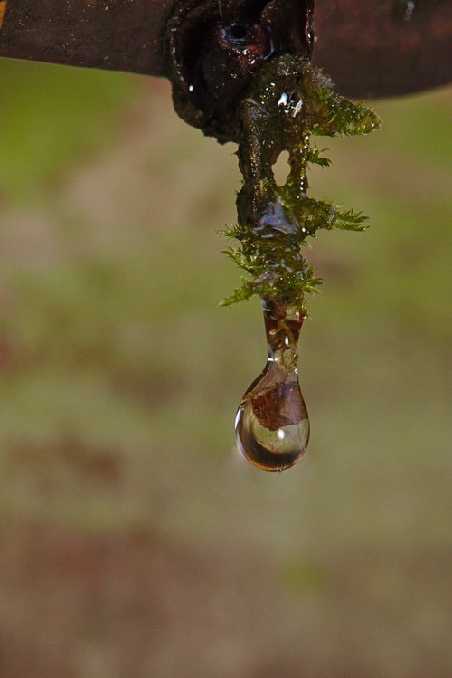 winter  moss  drop of water