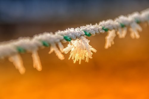 winter  frost  frozen