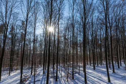 winter  sun  forest