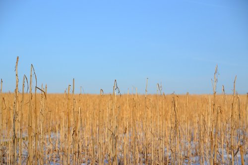 winter  field  landscape