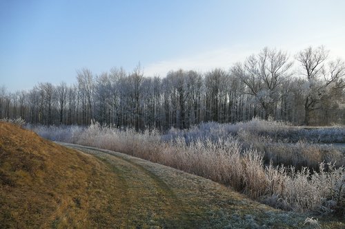 winter  nature  icing