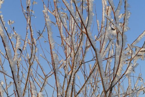 winter  icing  frost