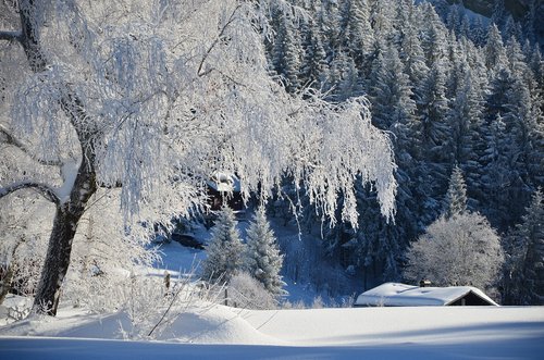 winter  tree  landscape