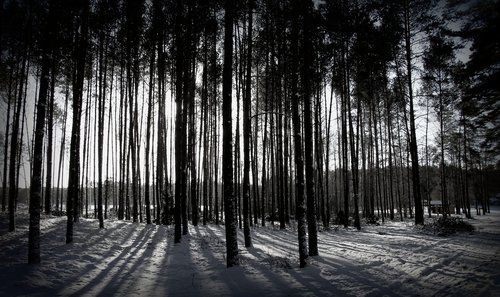 winter  forest  tree