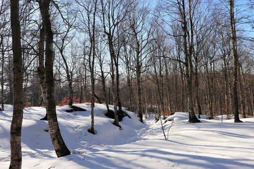 winter  snow  forest