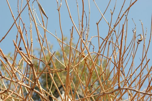 winter  the dried branches  tree