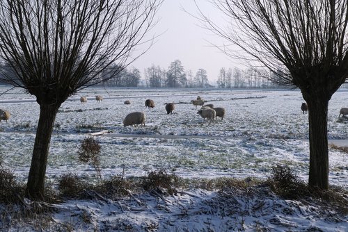 winter  pasture  sheep