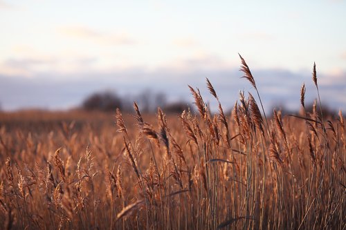 winter  grass  landscape