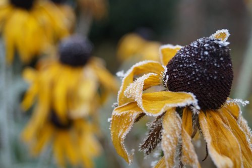 winter  frost  flower