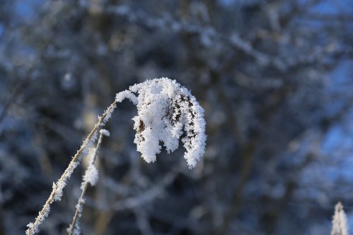 winter  ripe  frozen