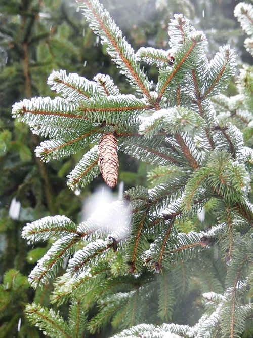 winter  spruce  pine cone
