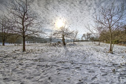 winter  orchard  snow