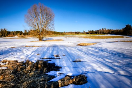 winter  nature  landscape