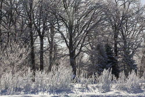winter  frost  trees