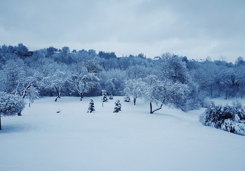 winter  forest  forests