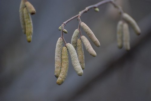 winter  nature  frost