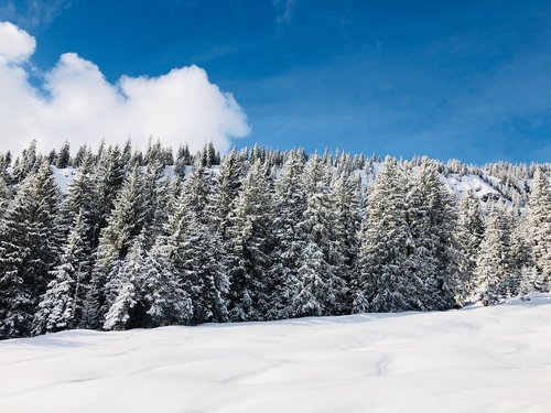 winter  trees  landscape