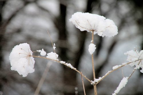 winter  snow  plant