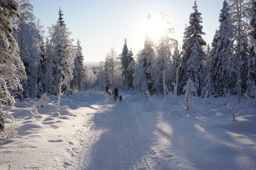 winter  sun  landscape