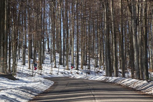 winter  forest  trees