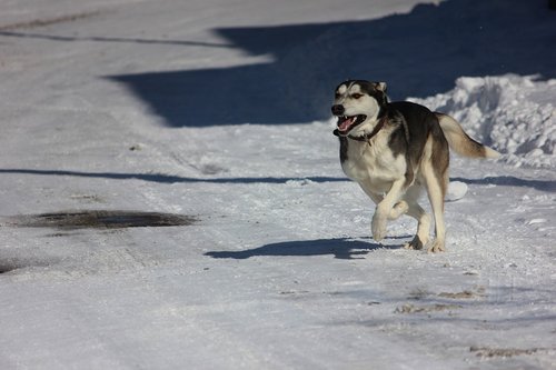 winter  dog  wolf