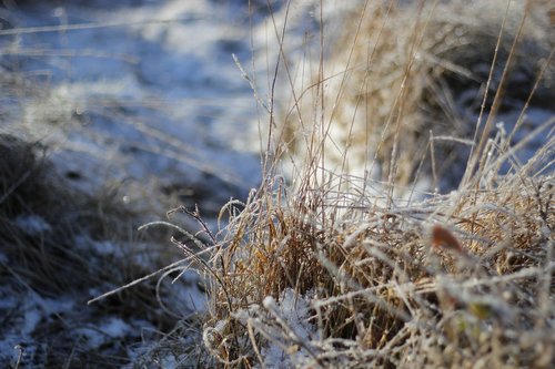 winter  frost  nature