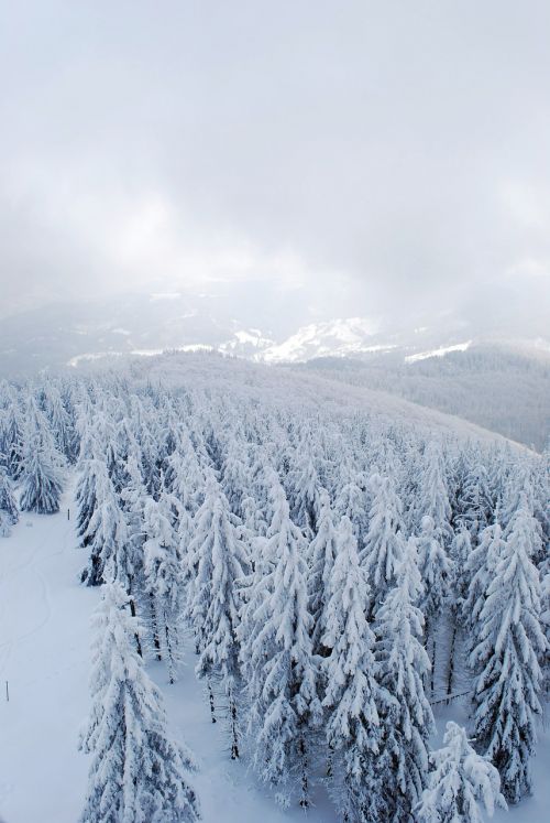 winter mountains forest