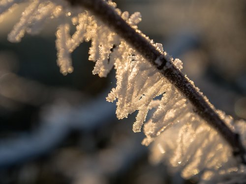 winter  frost  branch