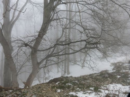 winter fog forest