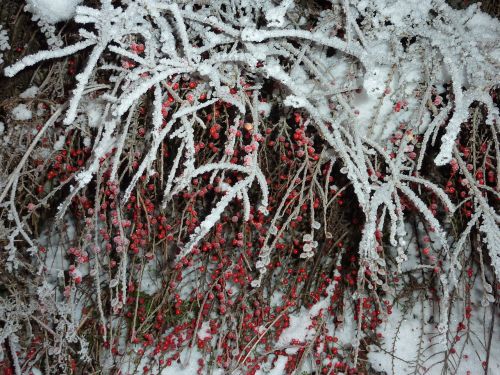 winter frost berries