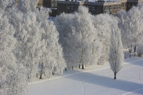 winter  leann  trees