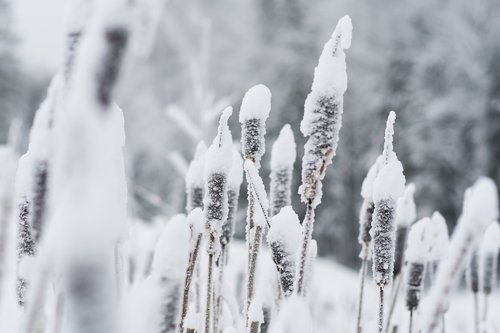 winter  frozen  snow