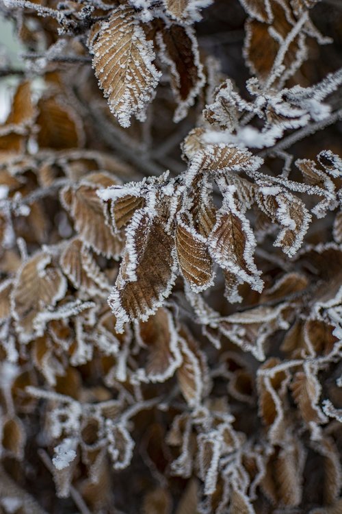 winter  snow  landscape