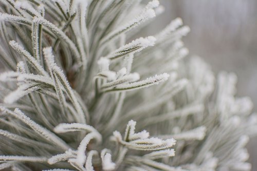 winter  snow  landscape