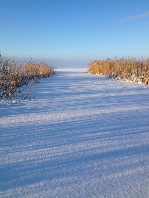 winter ice reed