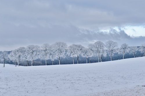 winter  frozen  trees