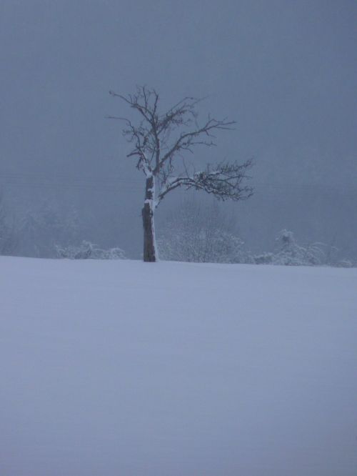 winter tree wintry