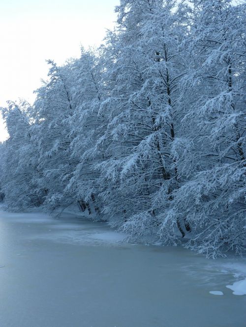 winter trees lake