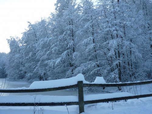 winter trees lake