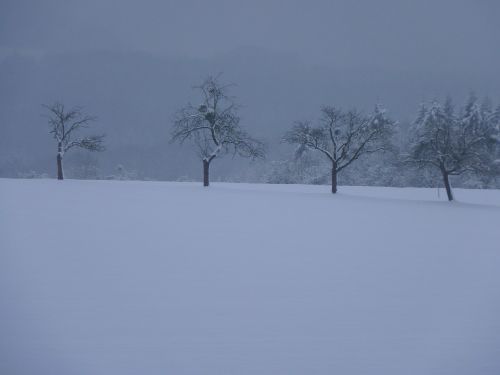 winter trees landscape