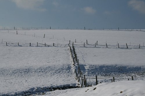 winter  meadow  snow