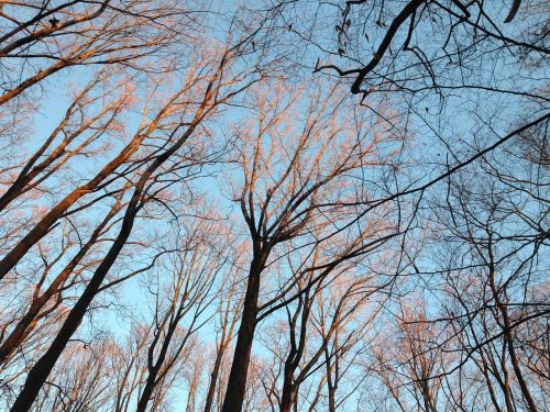 winter trees sunrise