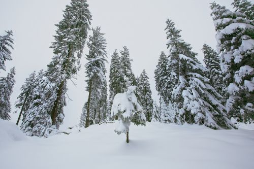 winter snowy trees
