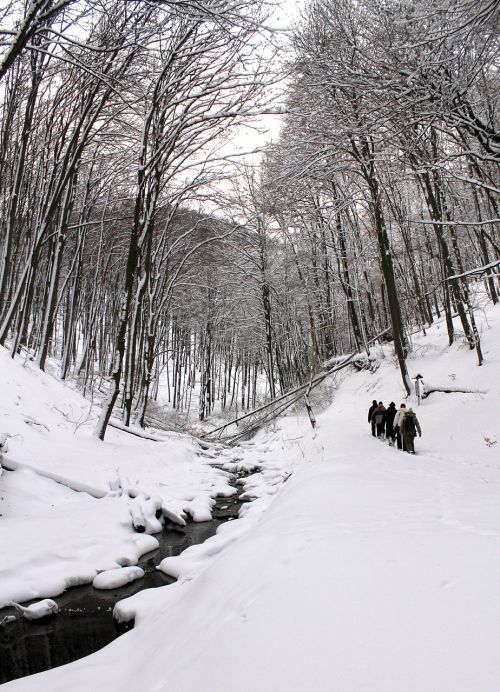 winter forest snow