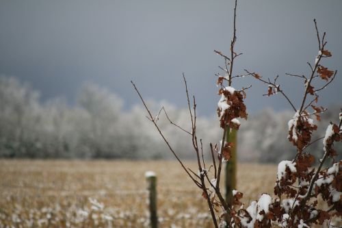 winter tree leaves