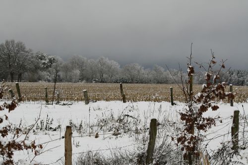 winter landscape pasture