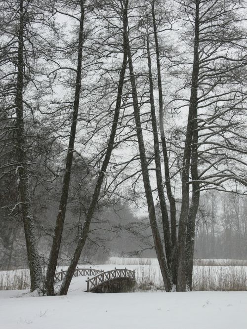 winter trees web